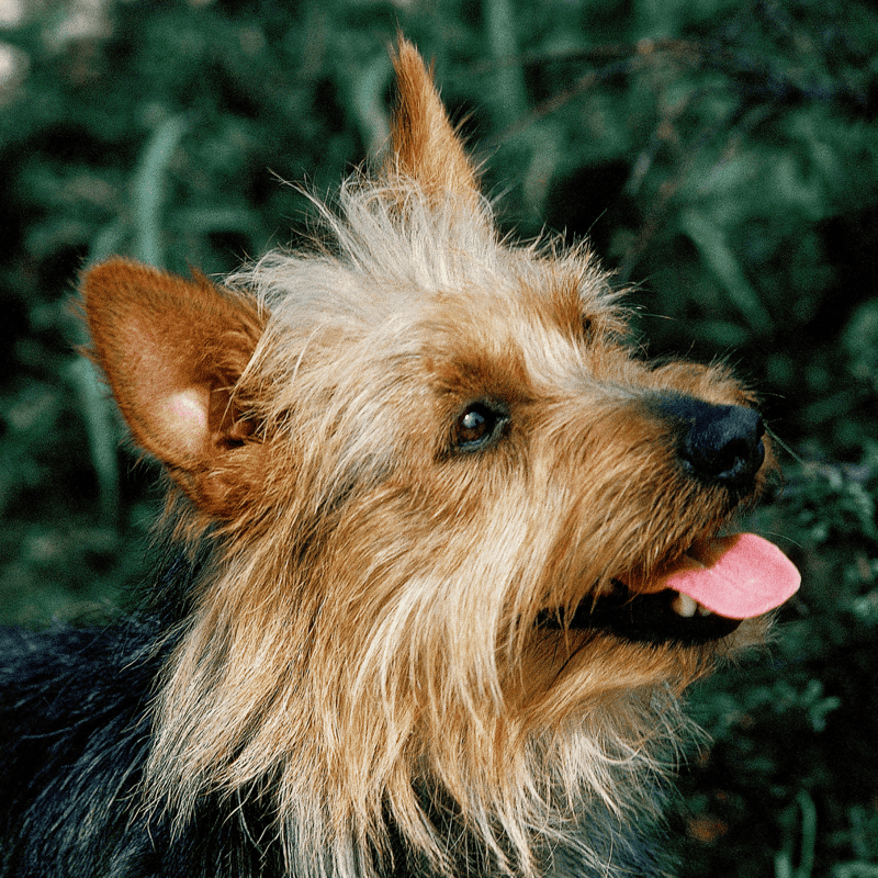 Australian Terriers Have a Unique Top Knot