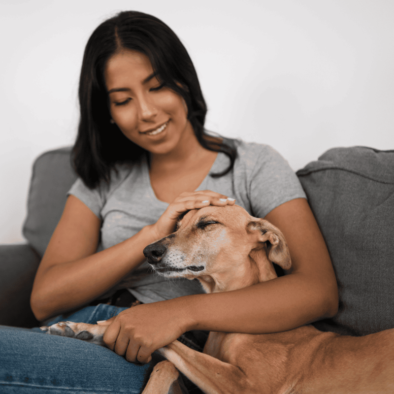 Dog enjoying affection and companionship from owner at home.