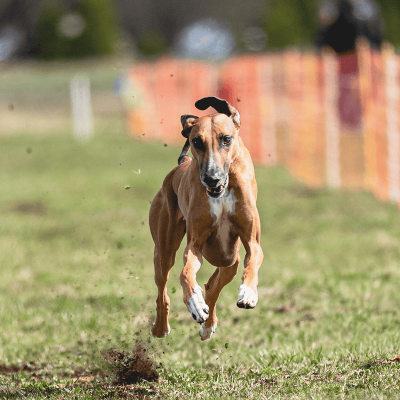An energetic dog running and jumping on the grass at a dog park.