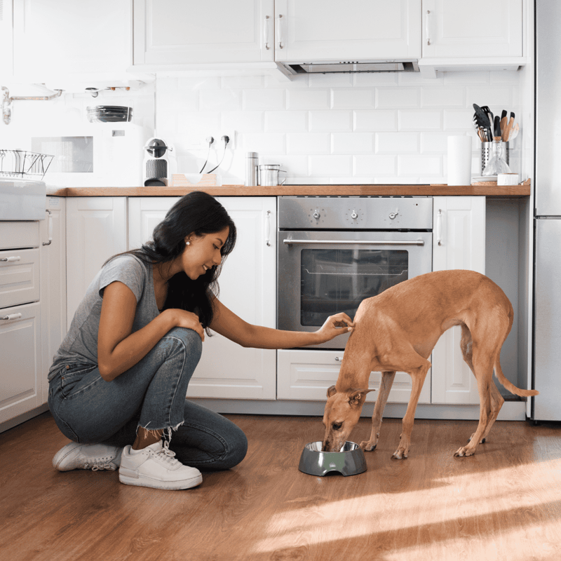 Azawakh Food & Diet Requirements