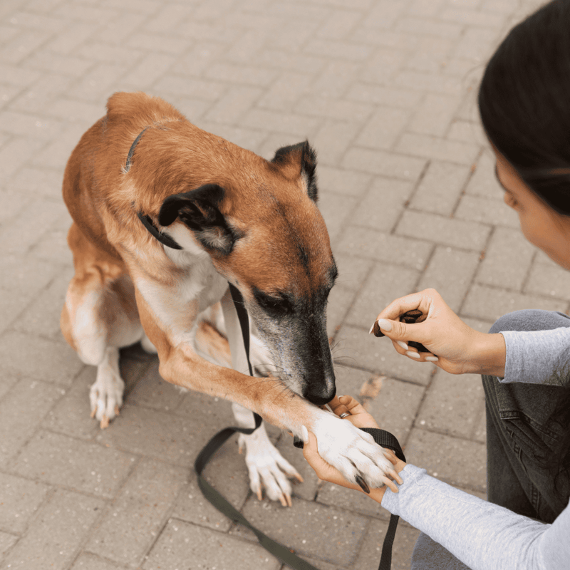 Dog fix, pet adoption and rescue services, caring for dogs in need, professional dog rescue solutions.