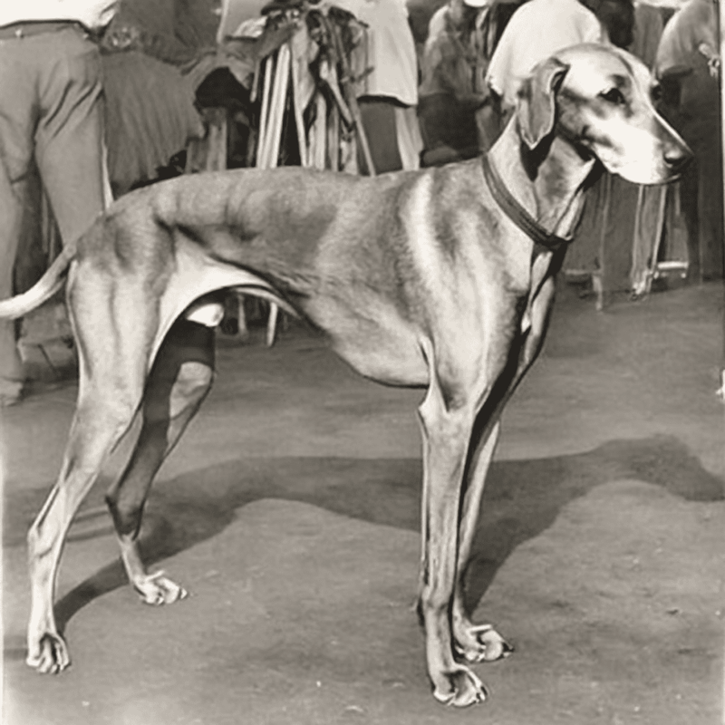 Azawakh is a Rare and Ancient Breed