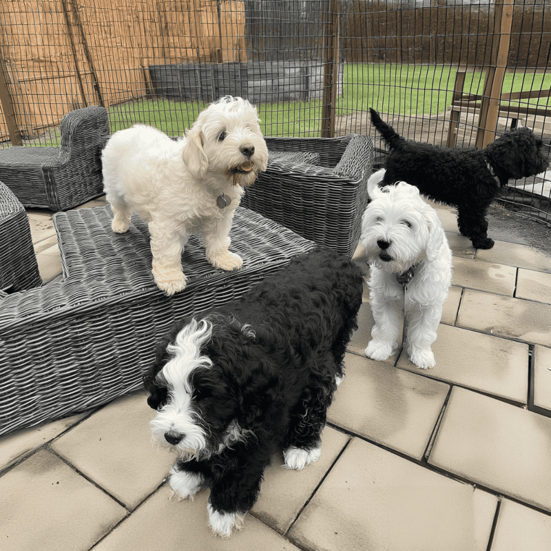 Barbado da Terceira Puppies