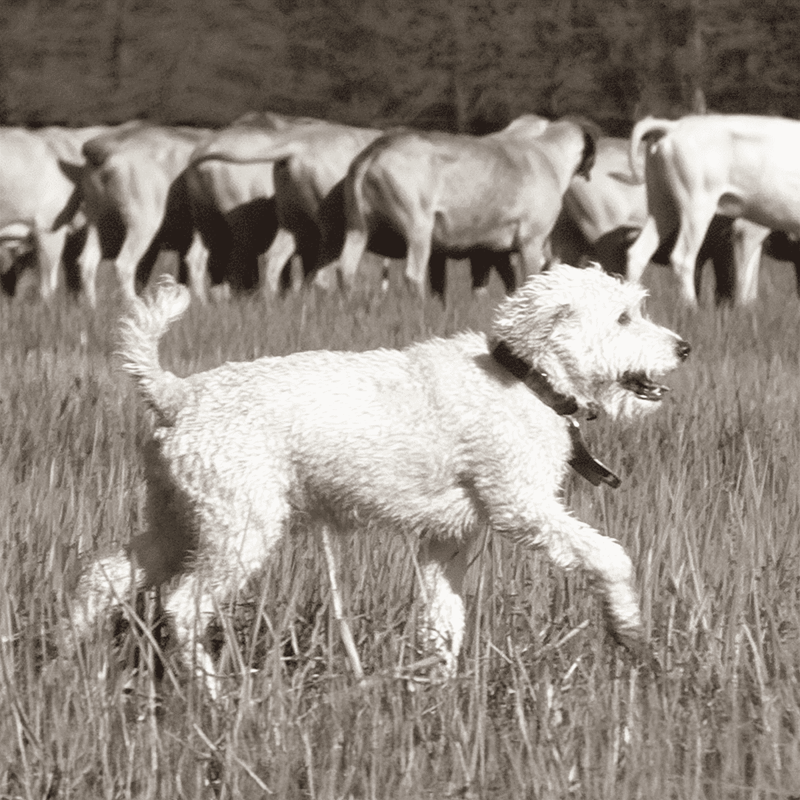Playful dog running outdoors among cattle in nature.