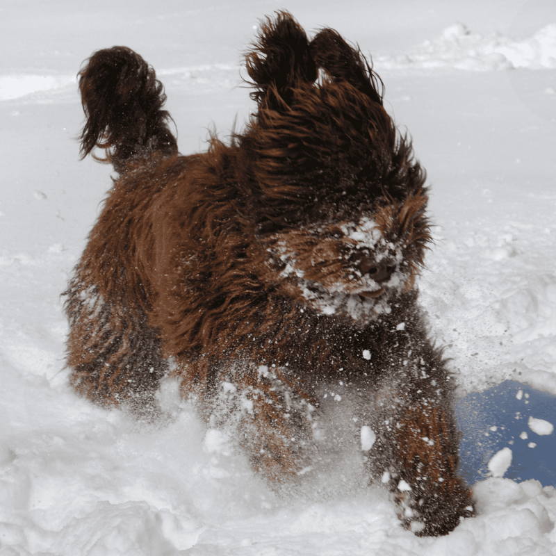 Barbet characteristics