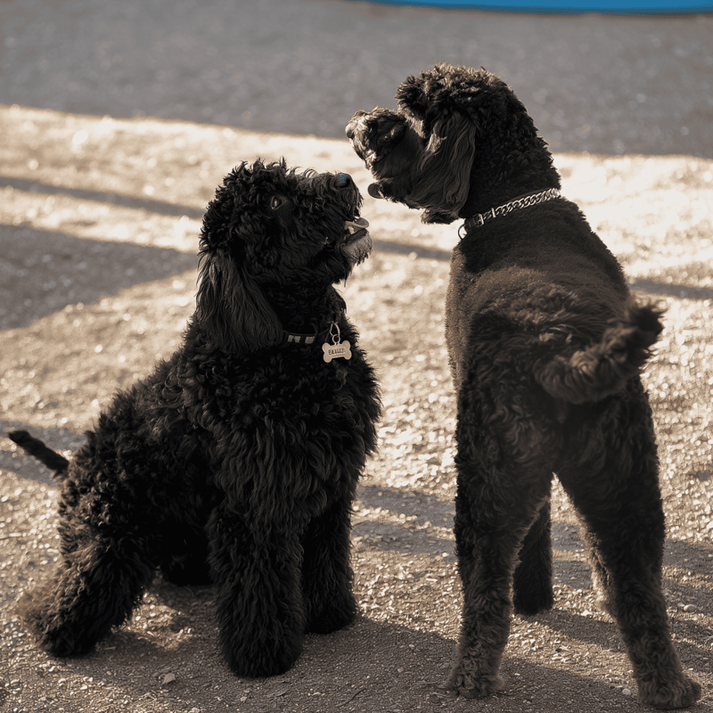 Adorable black poodles interacting outdoors, showcasing their playful and friendly nature. Perfect for dog lovers and pet care enthusiasts.
