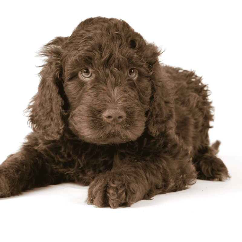 Adorable brown puppy with curly fur, perfect for dog lovers and pet owners.