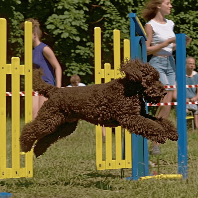 Brown poodle catching air during agility trial at park with spectators.