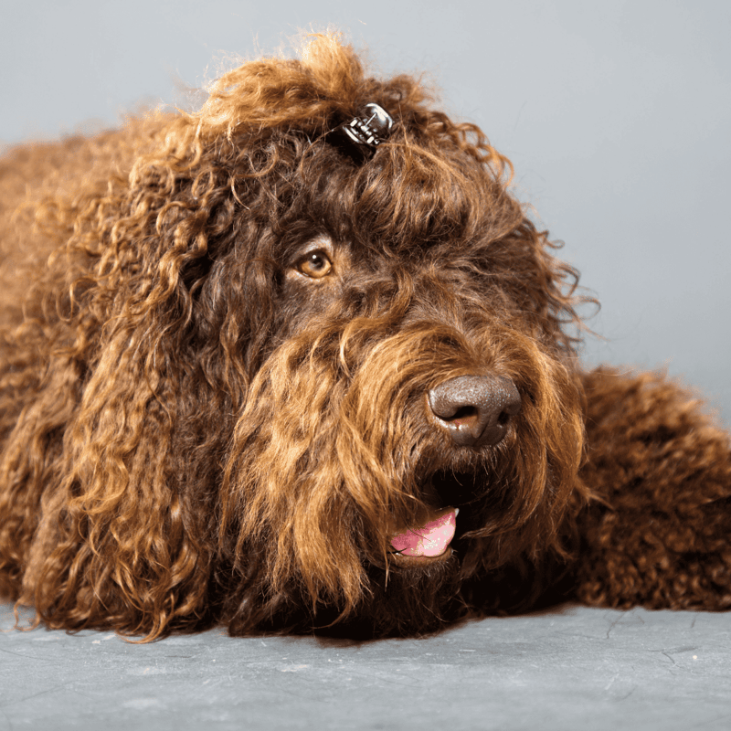 Cute Labradoodle with curly coat, resting dog, professional pet photography.