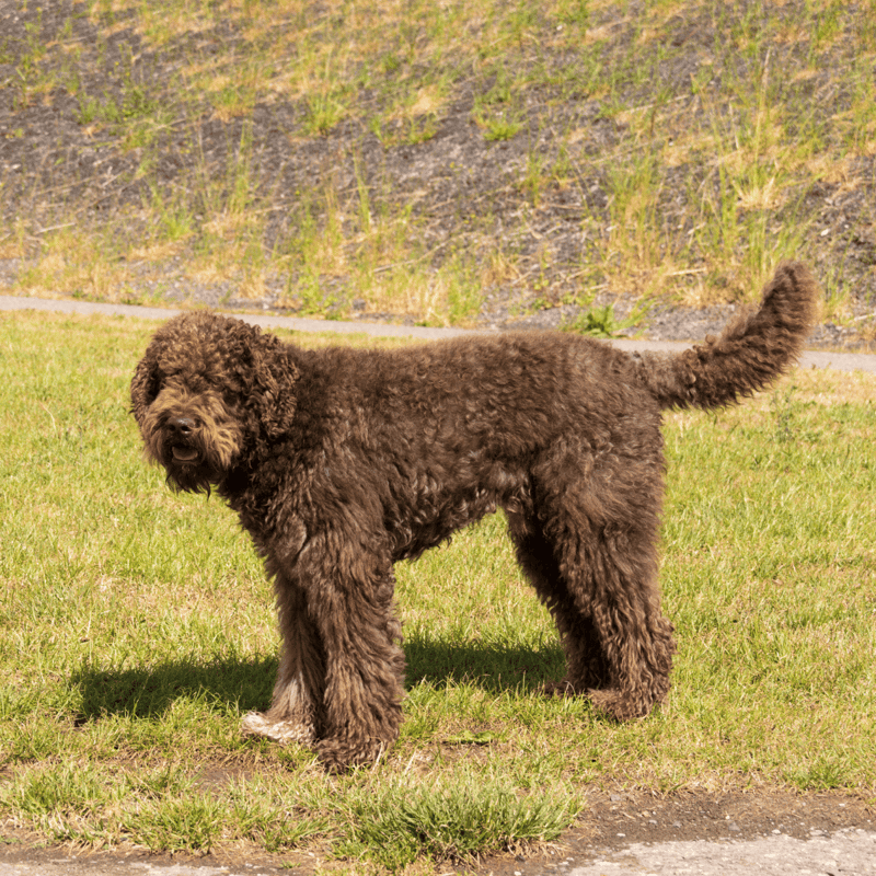 Barbets Are Considered Hypoallergenic