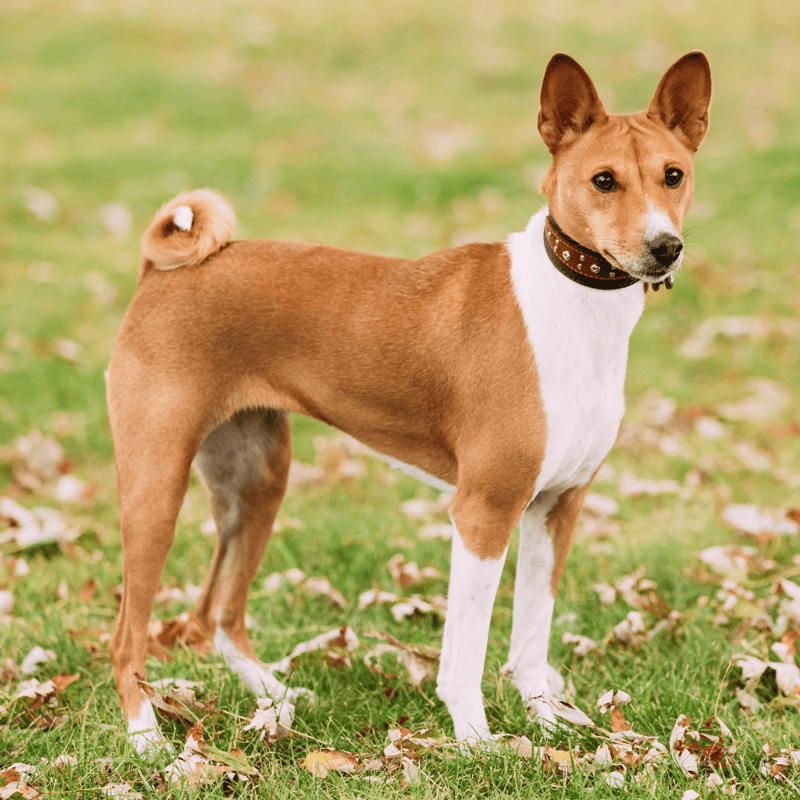 Basenji overview