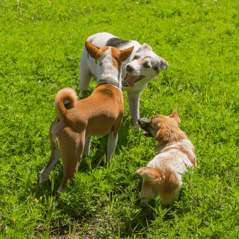 Adorable dogs playing and socializing outdoors in lush green grass area.