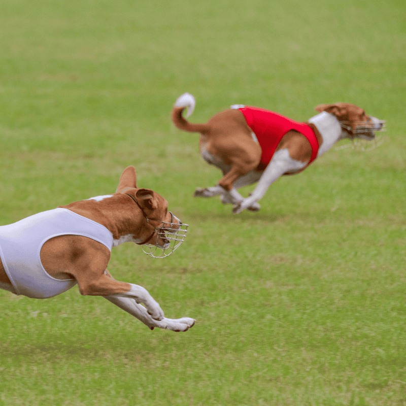 Fast-paced dog race with muzzles on, energetic sports activity for racing dogs.