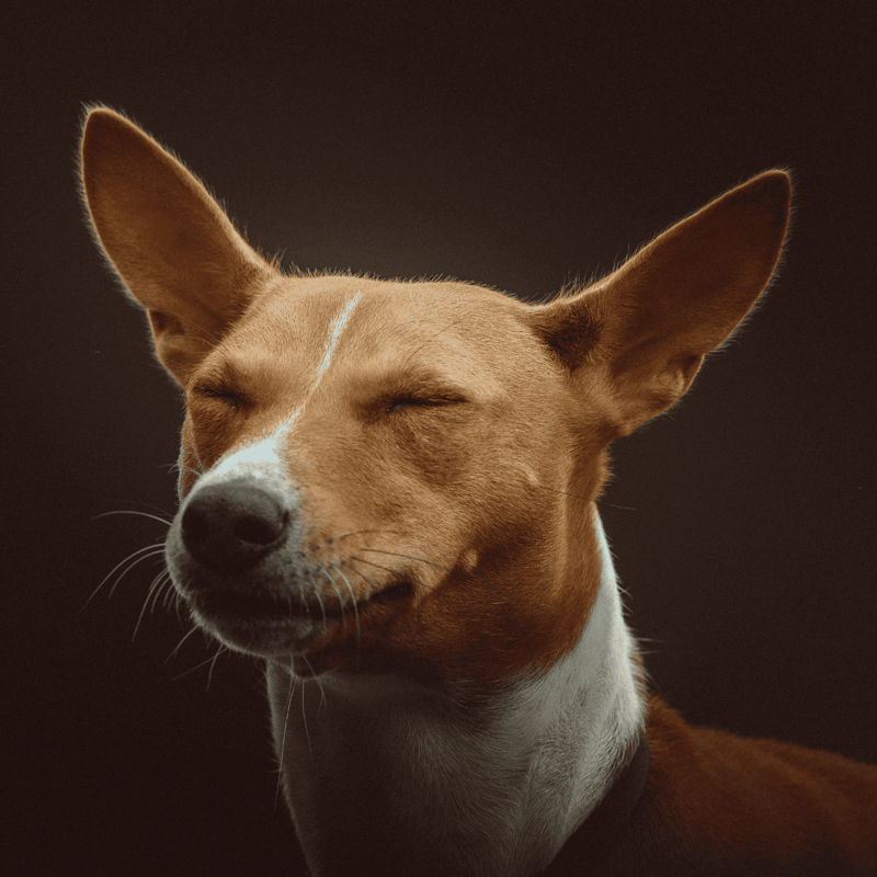 Basenji photo 1