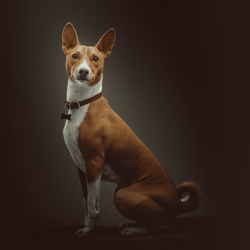 Basenji photo 2