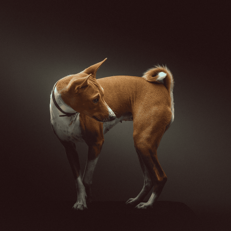 Basenji photo 3