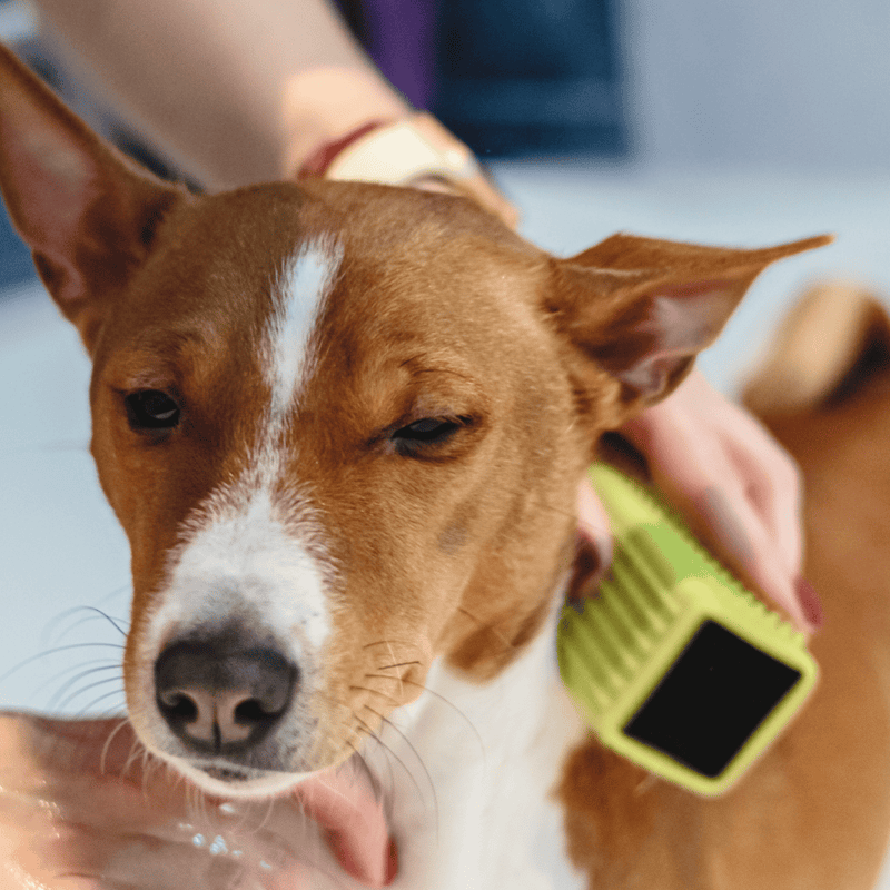 Basenji Grooming