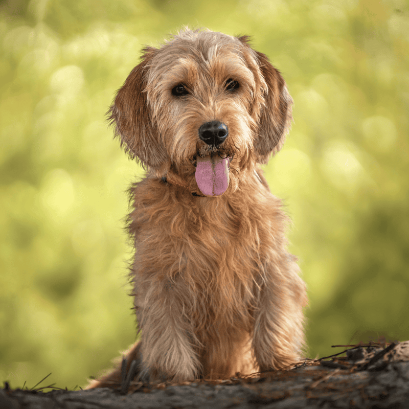 Basset Fauve de Bretagne overview