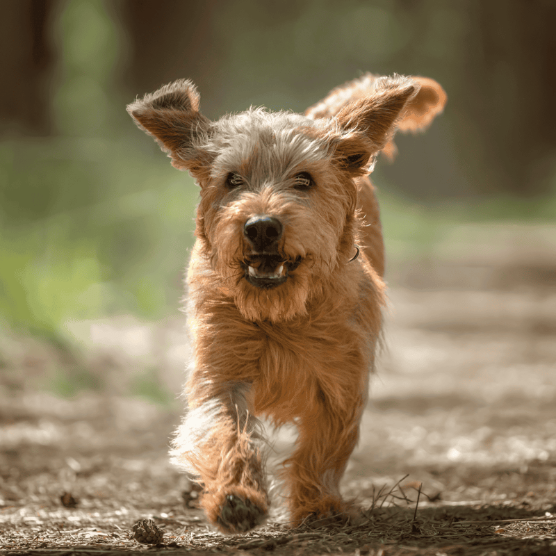 Basset Fauve de Bretagne characteristics