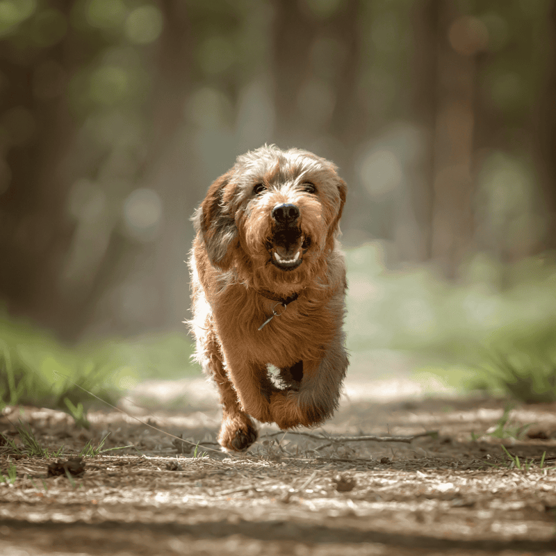Dog running happily on a trail in the woods.
