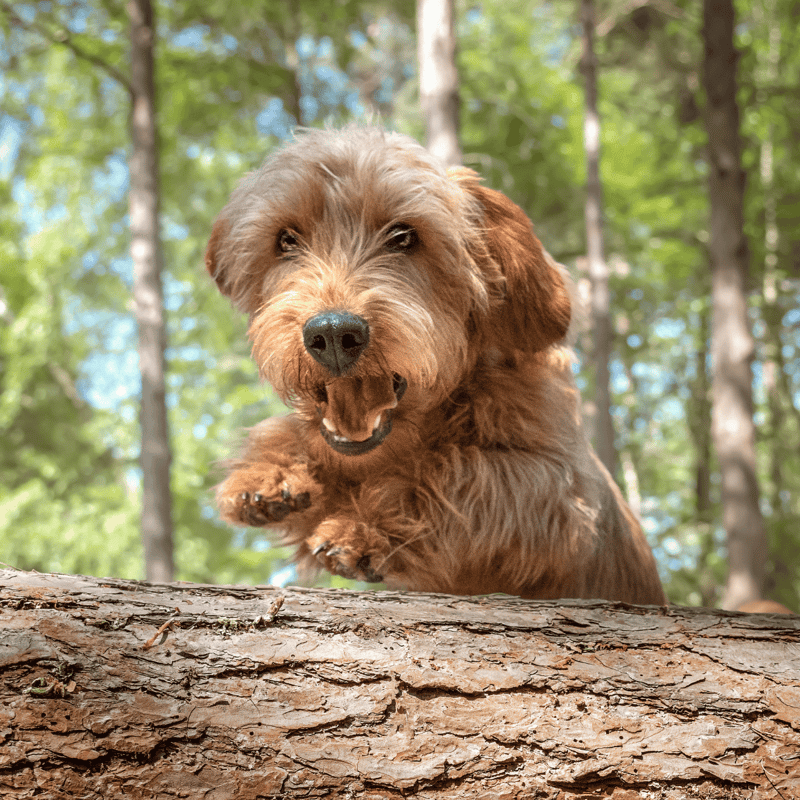 Happy dog jumping over a log outdoors in a forest.
