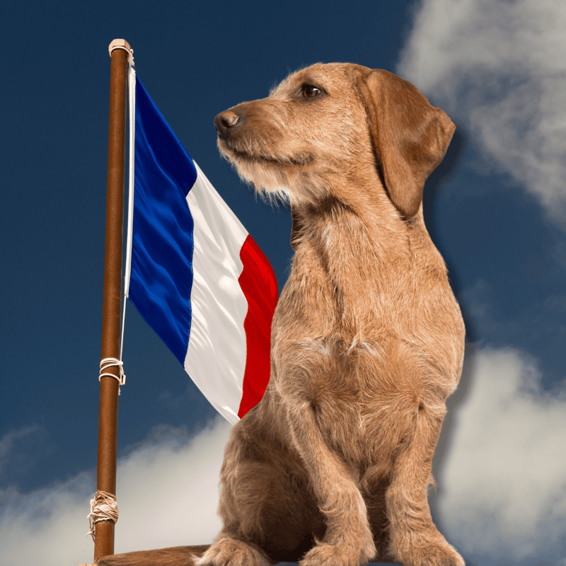 Basset Fauve de Bretagne The French Blood Runs Deep