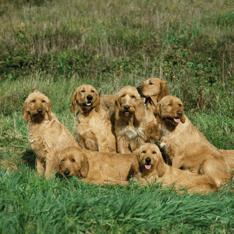 Group of happy golden retrievers resting outdoors in a lush green field, showcasing their friendly nature and family pets.