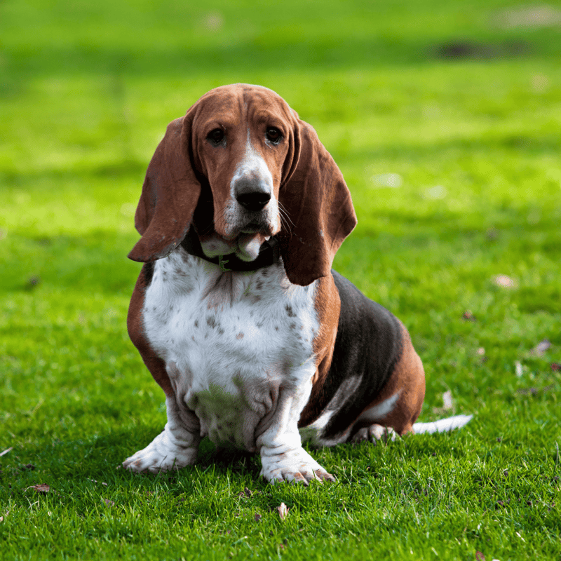 Basset Hound overview