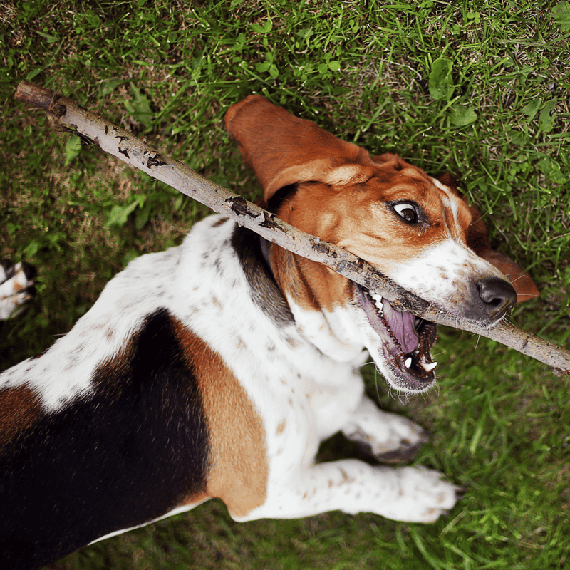 Basset Hound characteristics