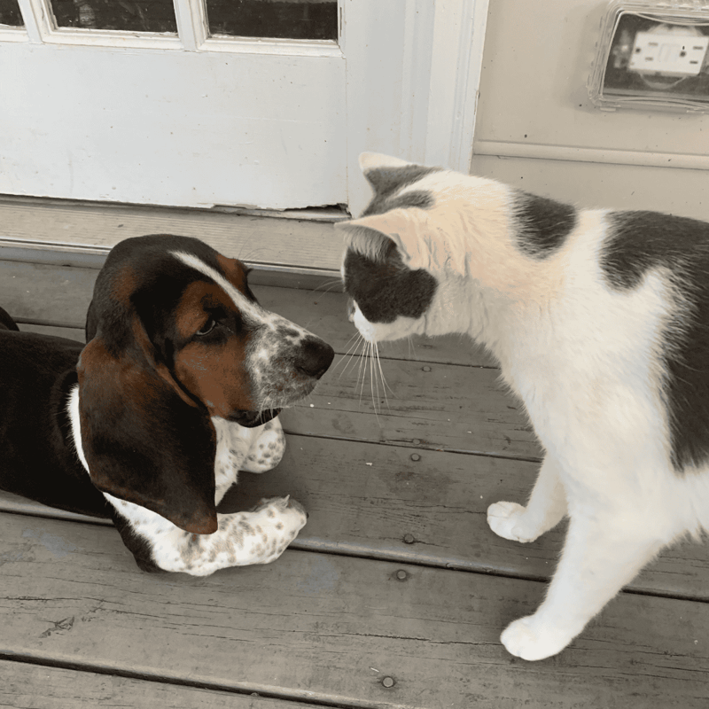 Playful dog and curious cat bonding on porch.
