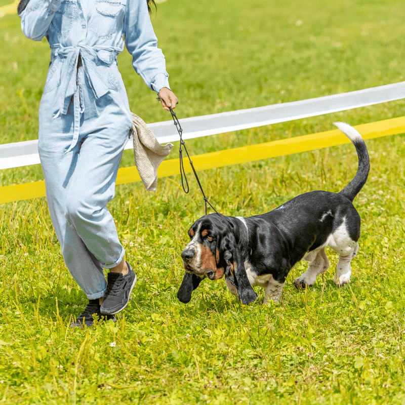 Dog training leash for outdoor walks and activities. Durable, comfortable, perfect for dog obedience training.