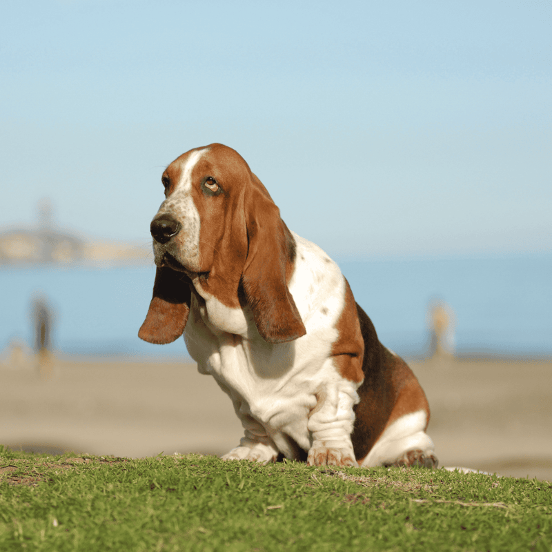 Adorable Basset Hound sitting on grass at the beach with ocean in background, showcasing dog care and outdoor activities.