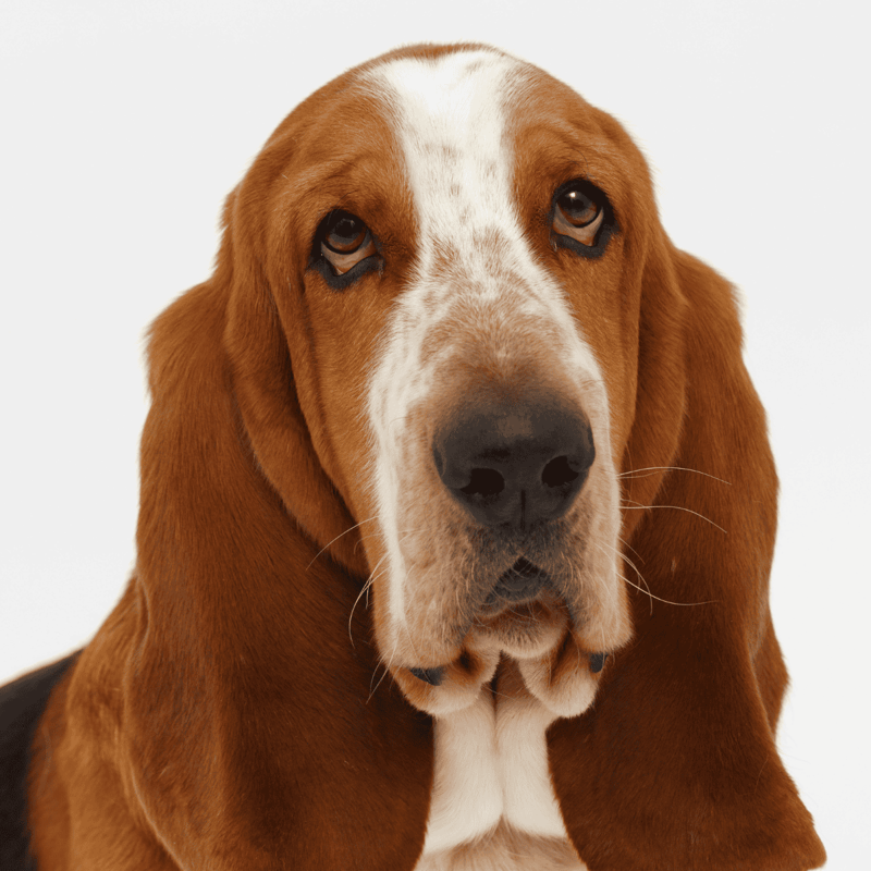 Basset Hound photo 1