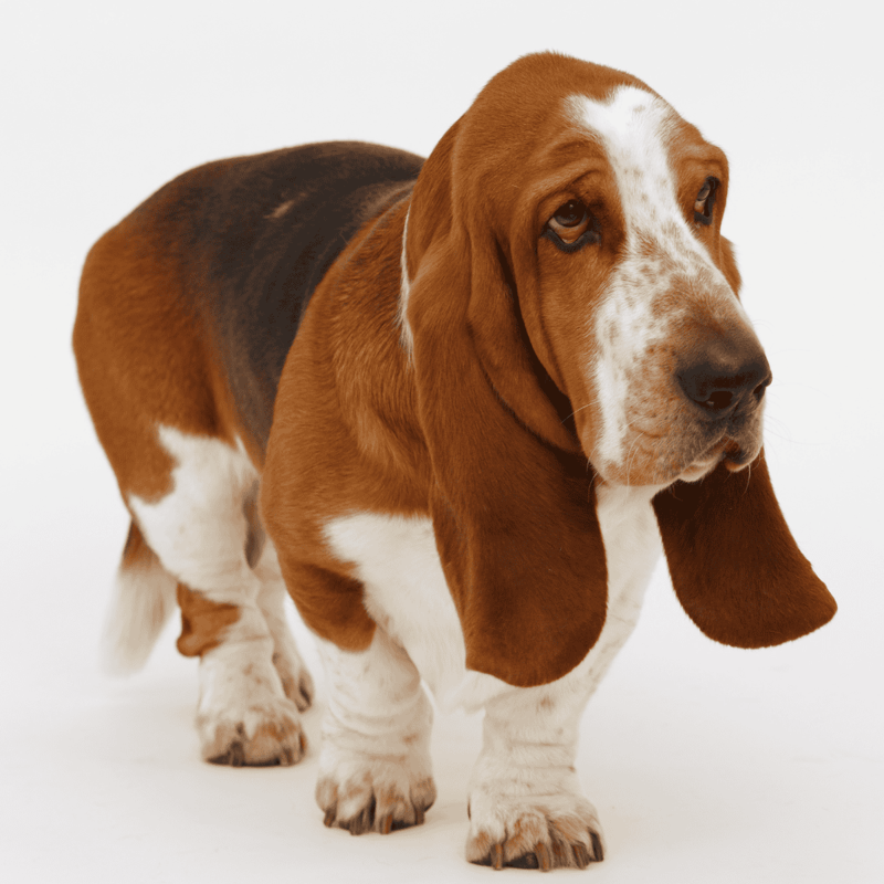 Basset Hound photo 2