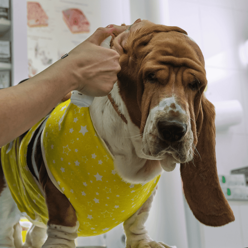 Basset Hound Grooming