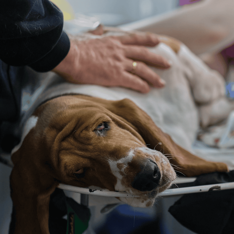 Basset Hound health