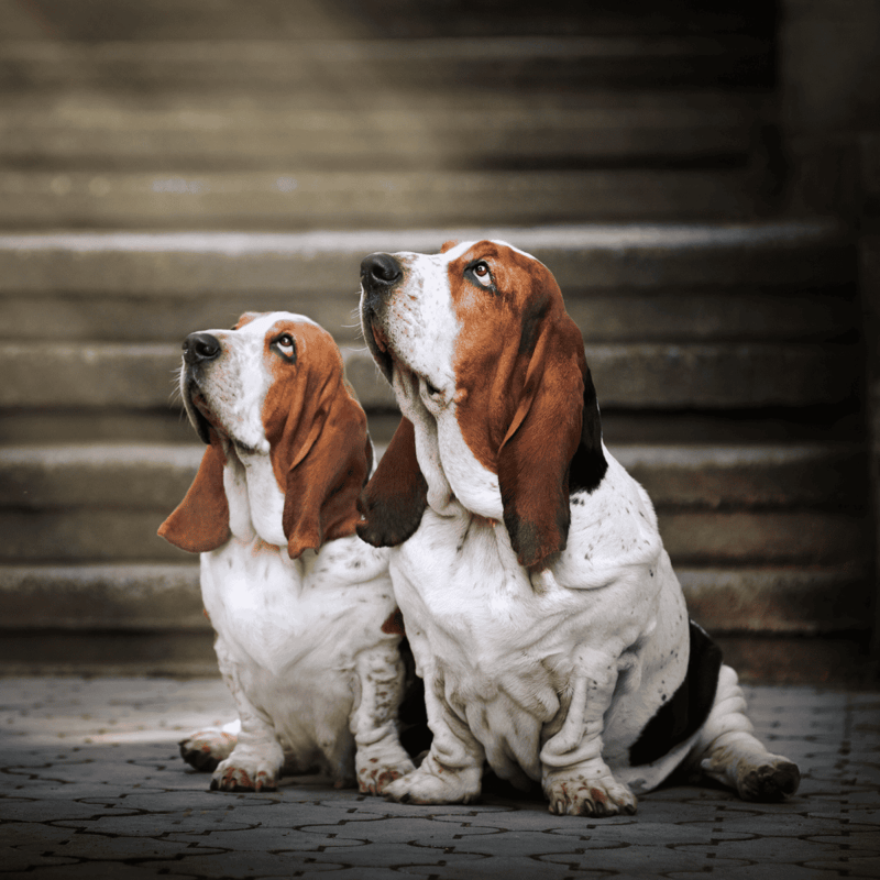 Basset Hound dogs sitting outdoors, showing companionship in a natural setting, perfect for dog lovers.