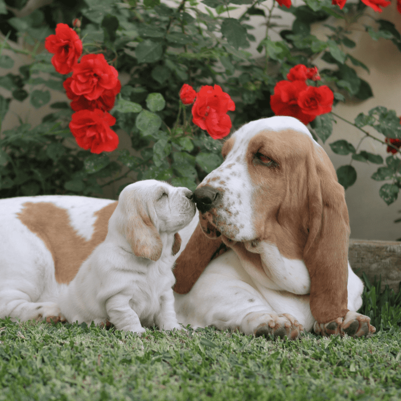Adorable puppy and mature dog bonding outdoors amidst blooming red flowers and green foliage.