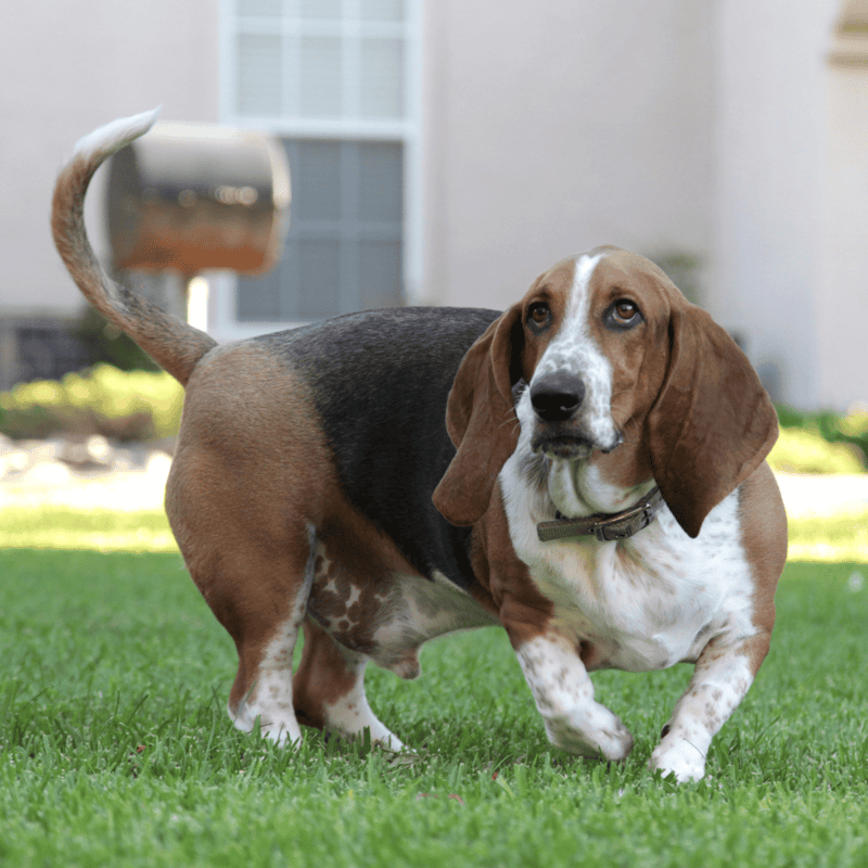 Basset Hound Their Spines Can Be Prone to Damage