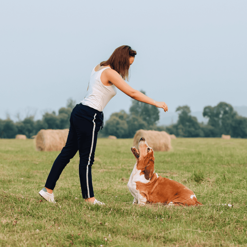 Dog training session with a woman and her Basset Hound on a lush green field.
