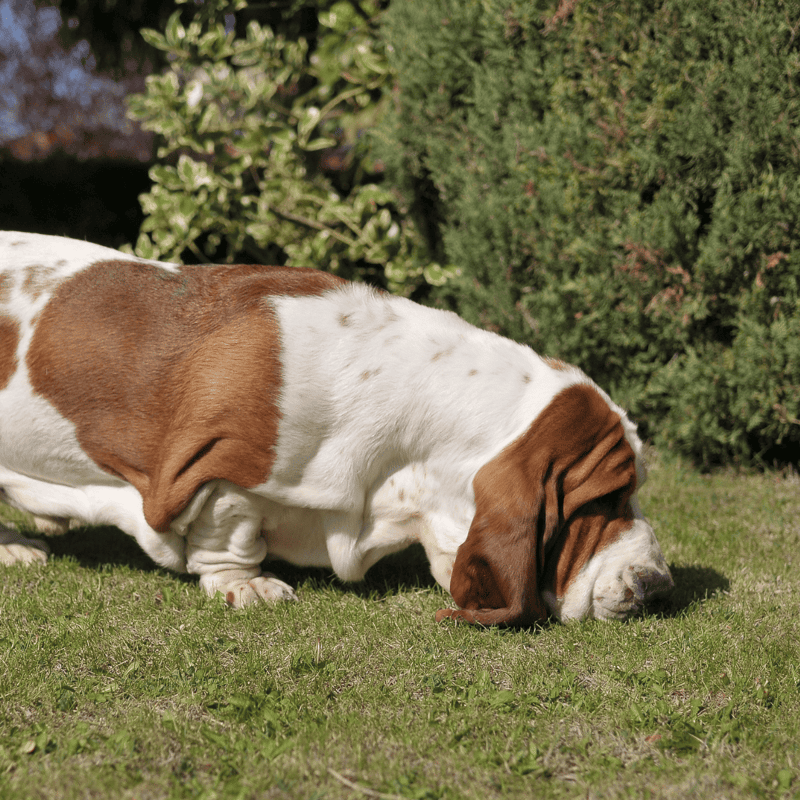 Adorable Basset Hound dog lying on the grass, enjoying the outdoors in a lush garden setting.