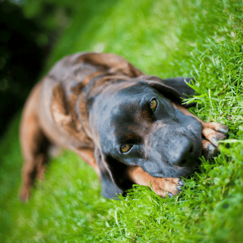 Bavarian Mountain Scent Hound overview