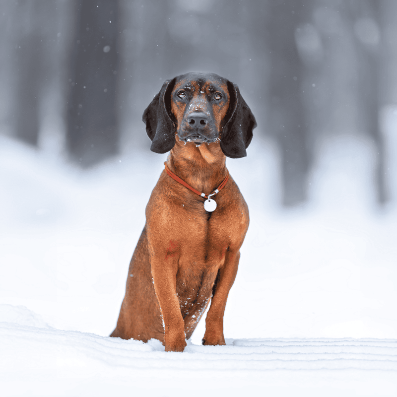 Bavarian Mountain Scent Hound characteristics