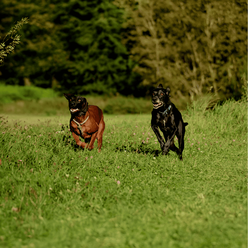 Bavarian Mountain Scent Hound Does This Breed Get Along With Other Pets