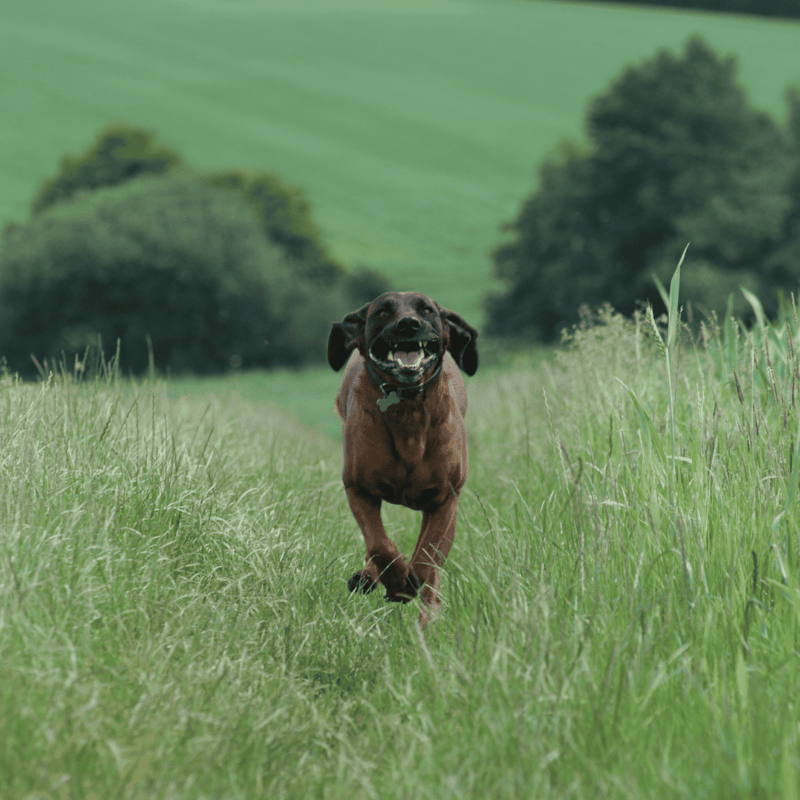 Bavarian Mountain Scent Hound Exercise