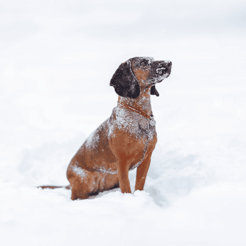 Bavarian Mountain Scent Hound photo 2