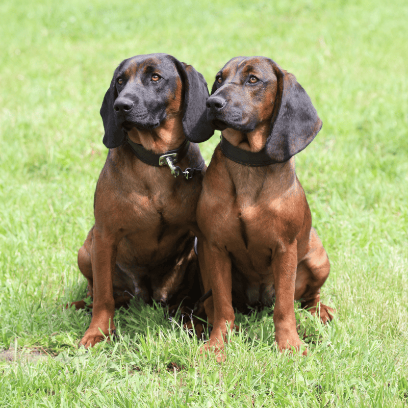 Dogfix.com - Healthy, friendly Bloodhounds available for adoption and pet care services.