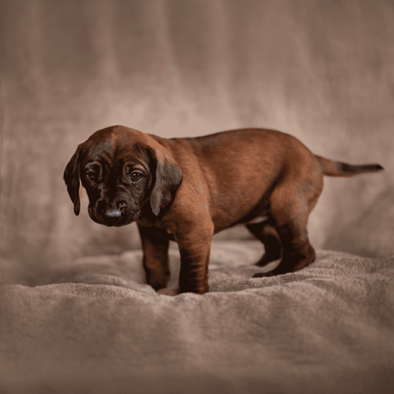 Cute brown puppy with floppy ears looking at the camera, perfect for dog lovers.