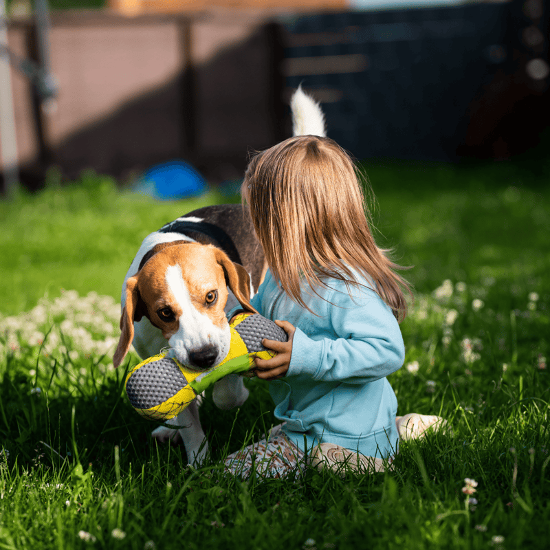 Adorable beagle puppy playing fetch with young girl outdoors on lush grass.