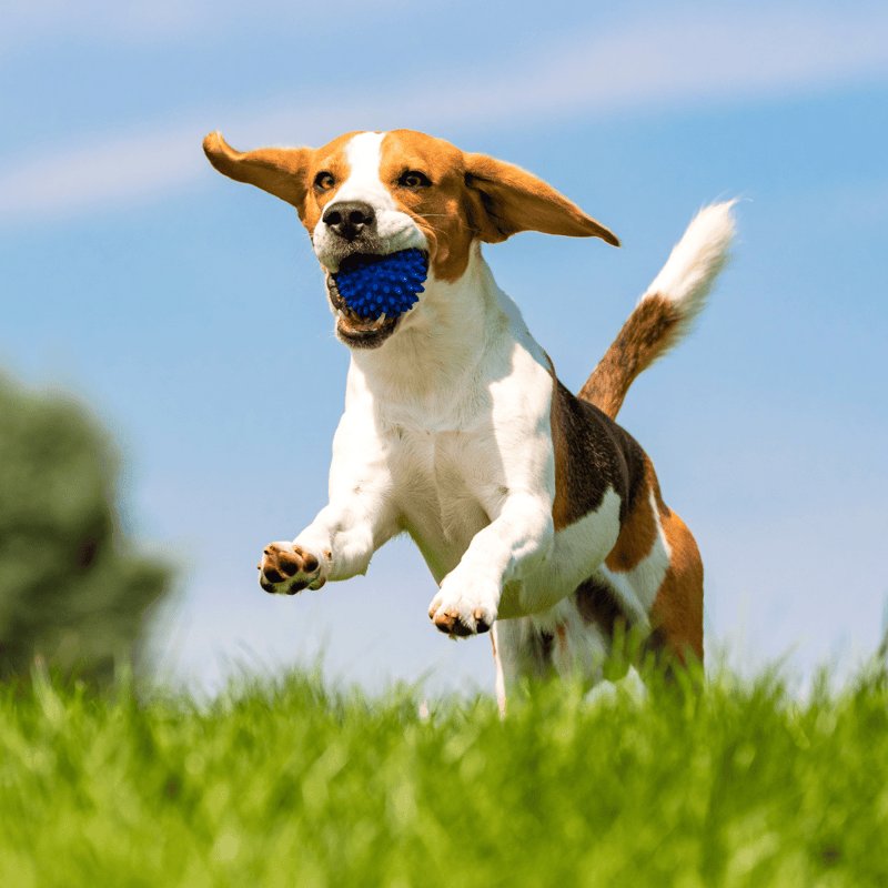 Beagle characteristics